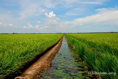 sekinchan-paddy-field-view-a