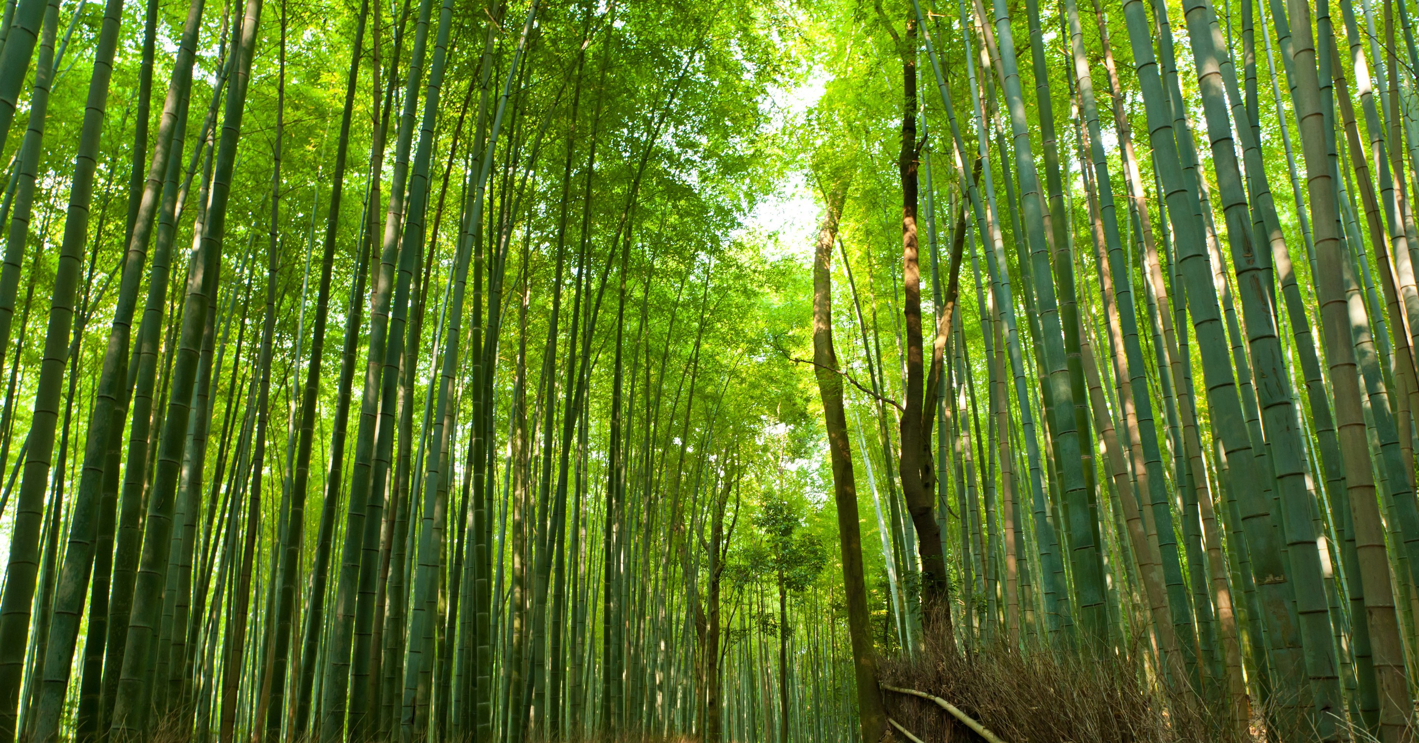 มูลนิธิโลกสีเขียว » ขบวนการเปลี่ยนโลกด้วยกอไผ่
